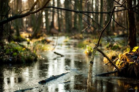 puszcza bolimowska ciekawe miejsca|Centralna Polska jakiej nie znacie: Bolimowski Park。